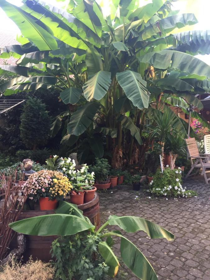 Haus Gisela Apartment Endingen am Kaiserstuhl Екстериор снимка